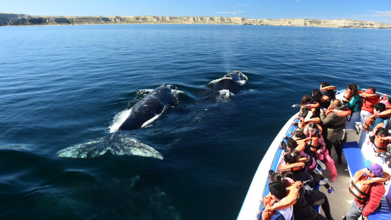 VACACIONES DE INVIERNO EN PUERTO MADRYN: LA TEMPORADA PERFECTA PARA ENCONTRARSE CARA A CARA CON LAS BALLENAS