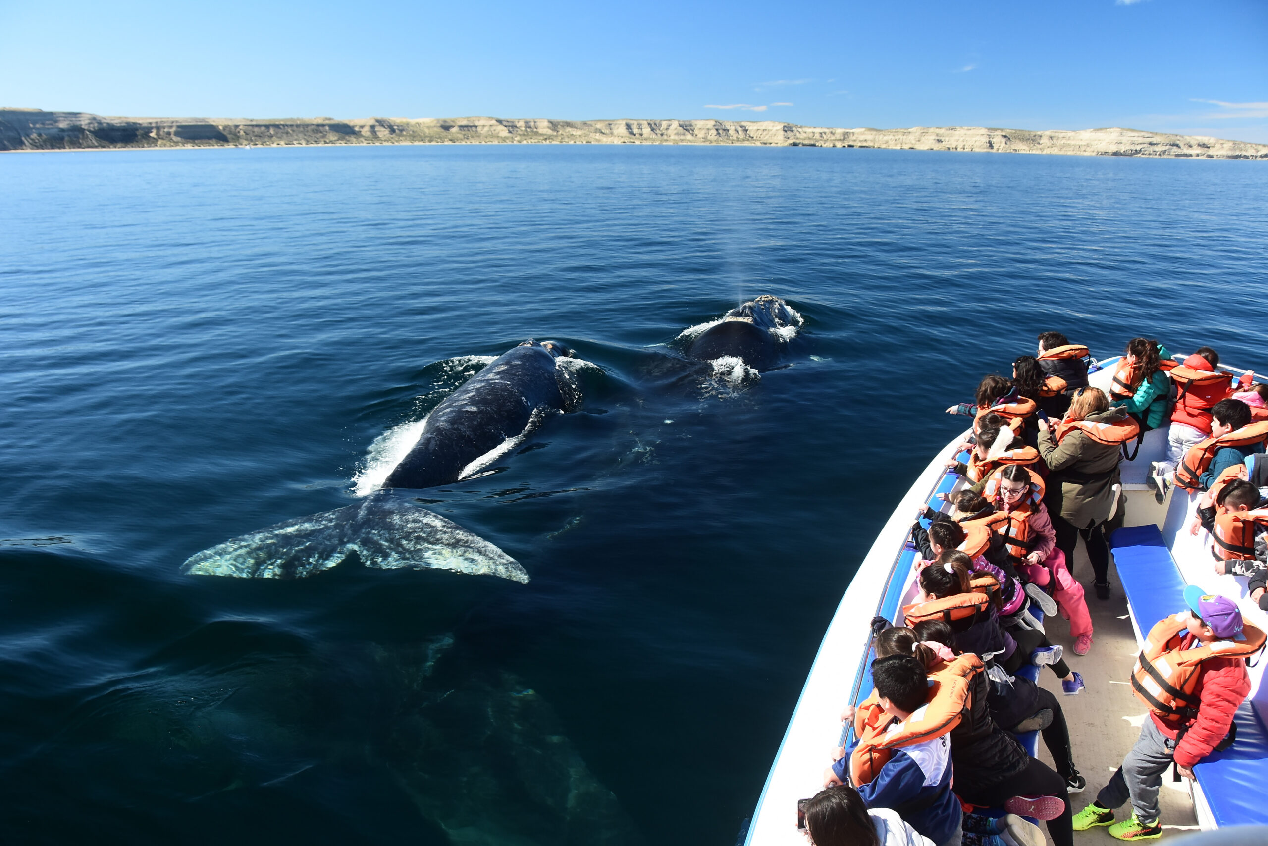 VACACIONES DE INVIERNO EN PUERTO MADRYN: LA TEMPORADA PERFECTA PARA ENCONTRARSE CARA A CARA CON LAS BALLENAS