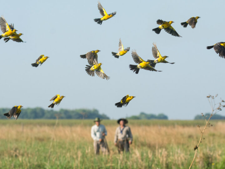 Argentina se sumó a la gran jornada mundial de observación de aves