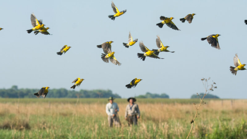 Argentina se sumó a la gran jornada mundial de observación de aves