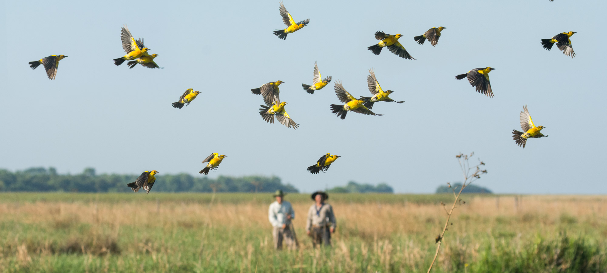 Argentina se sumó a la gran jornada mundial de observación de aves